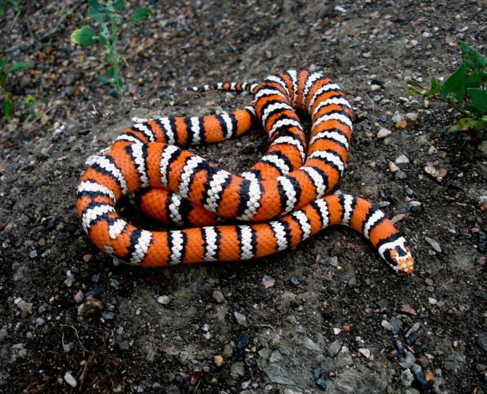 Королевская змея Горная хуачукская