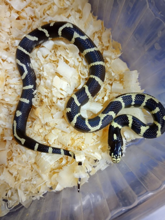 Королевский полоз