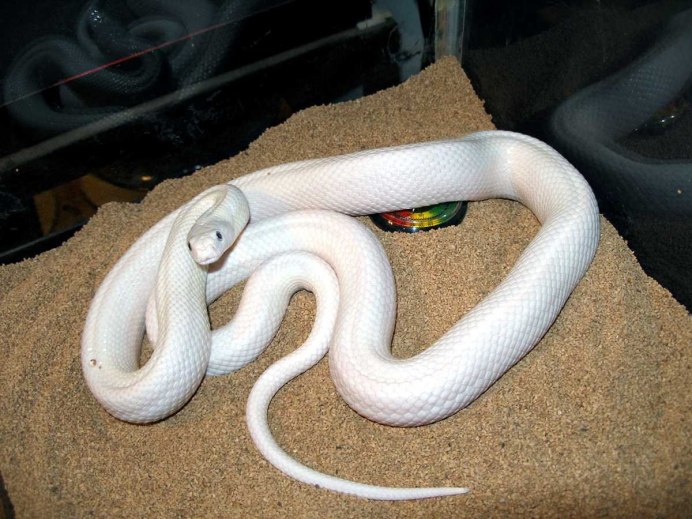 Королевская Калифорнийская змея (Lampropeltis getulus californiae) Banded Cafe