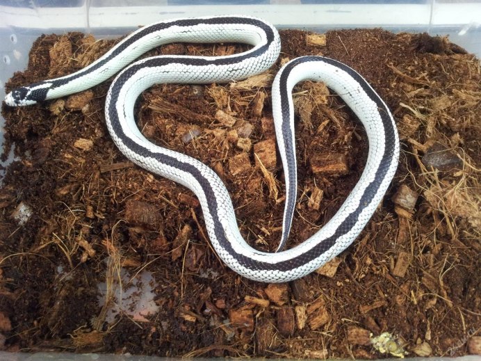 Королевская змея (Lampropeltis)