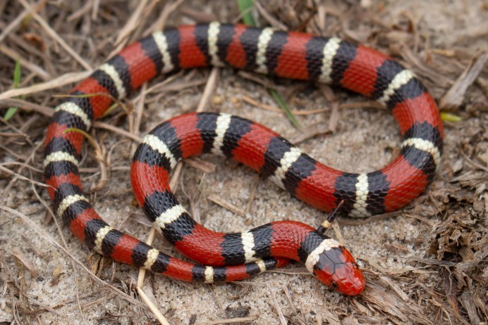Калифорнийская Королевская змея (Lampropeltis getula californiae)