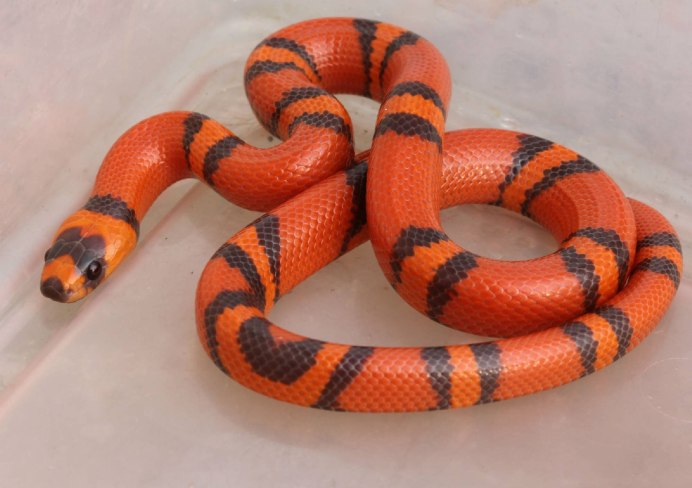 Молочная Королевская Калифорнийская змея