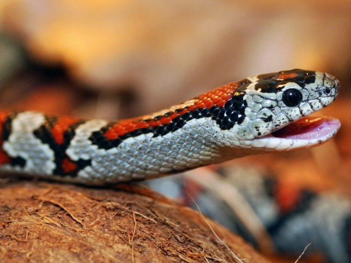 Королевская змея (Lampropeltis)