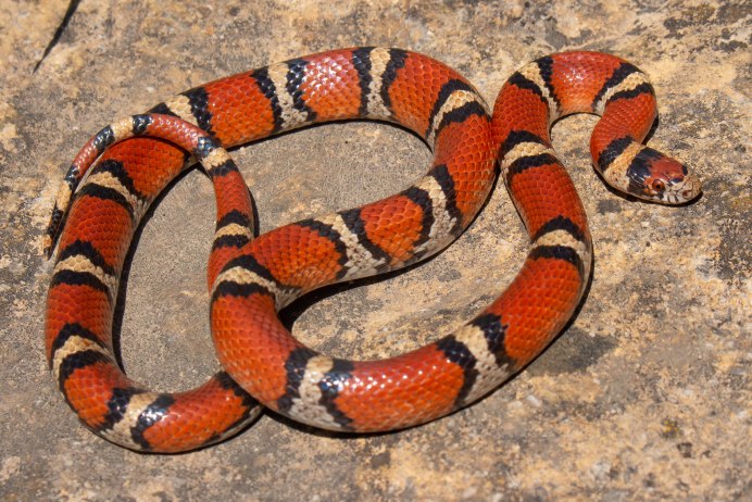 Королевская змея Горная хуачукская