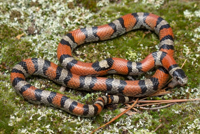 Калифорнийская Королевская змея (Lampropeltis getula californiae)