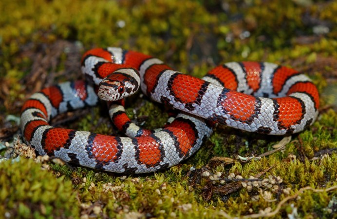 Королевская змея великолепная Lampropeltis