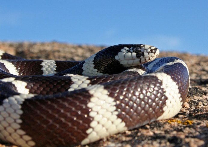 Lampropeltis Triangulum campbelli