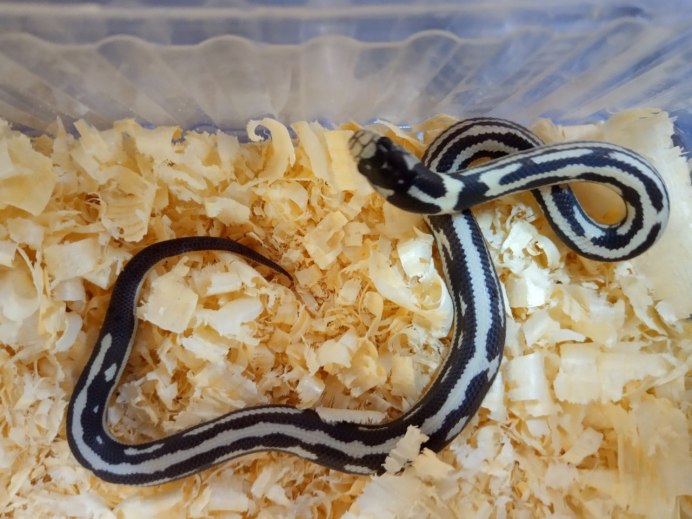 Молочная Королевская Калифорнийская змея