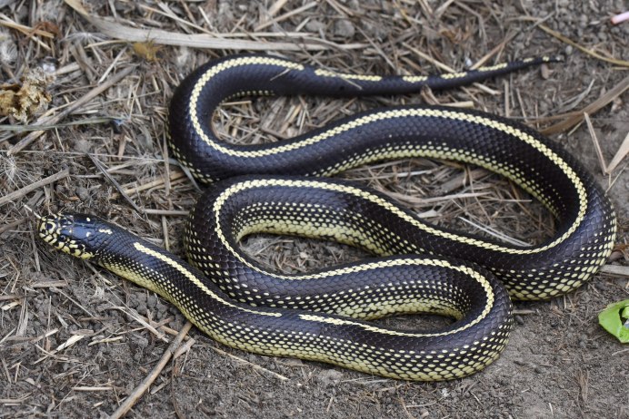 Калифорнийская Королевская змея страйп