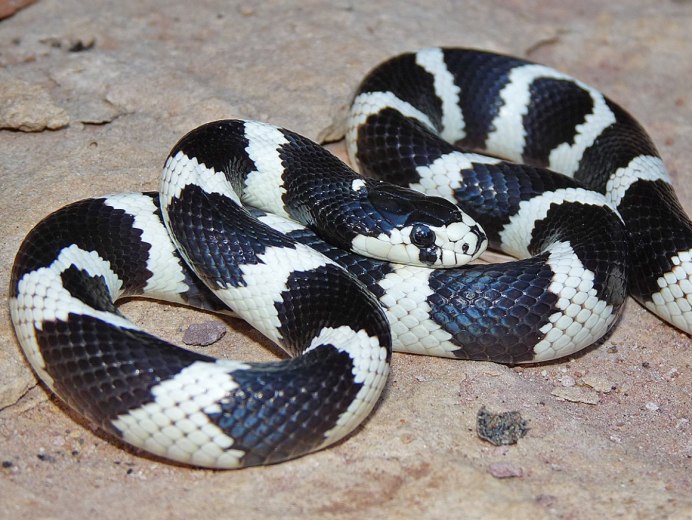 Техасский гремучник альбинос