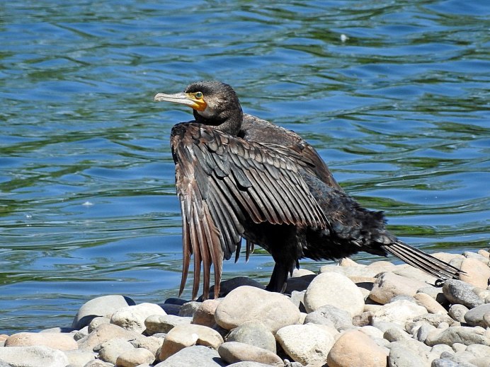 Phalacrocorax Carbo птица