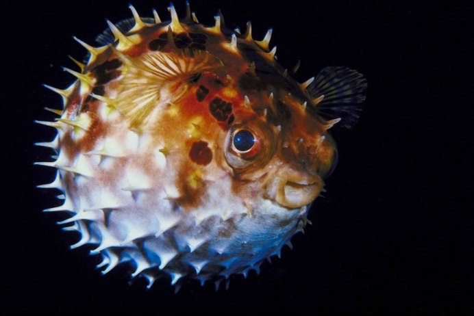 Diodon holocanthus