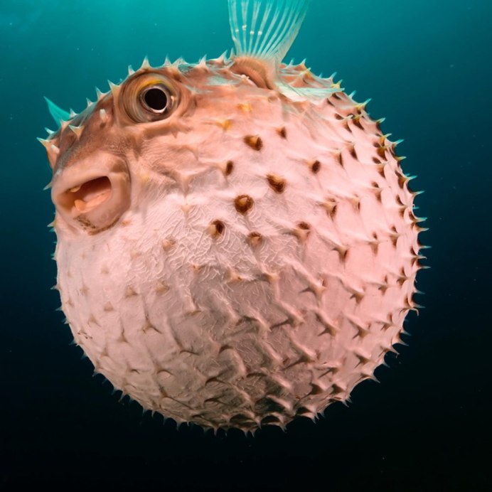 Puffer Fish рыба