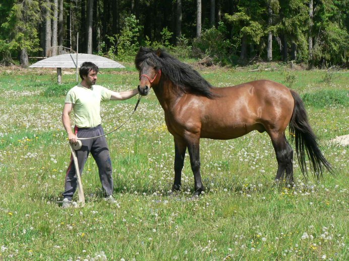 Гуцульский пони