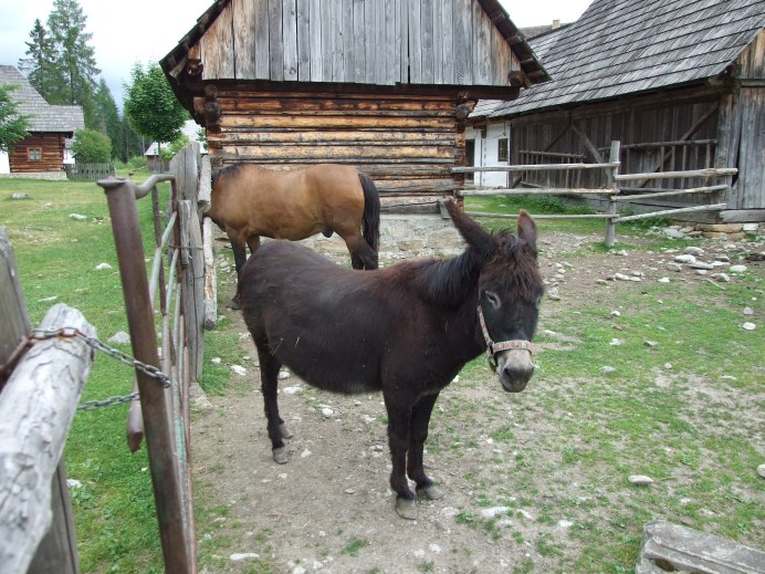 Лошадь Морган мышастая