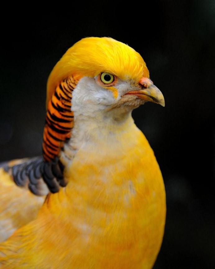 Ptilinopus aurantiifrons