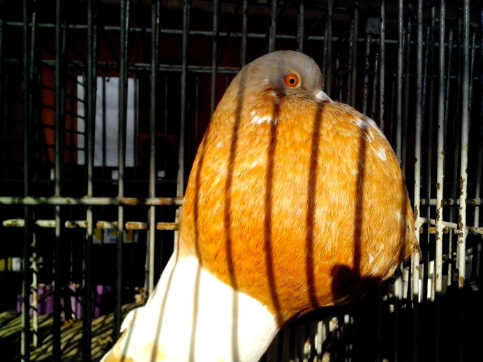 Голубиная головка