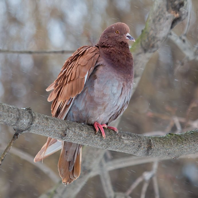 Галапагосская Горлица