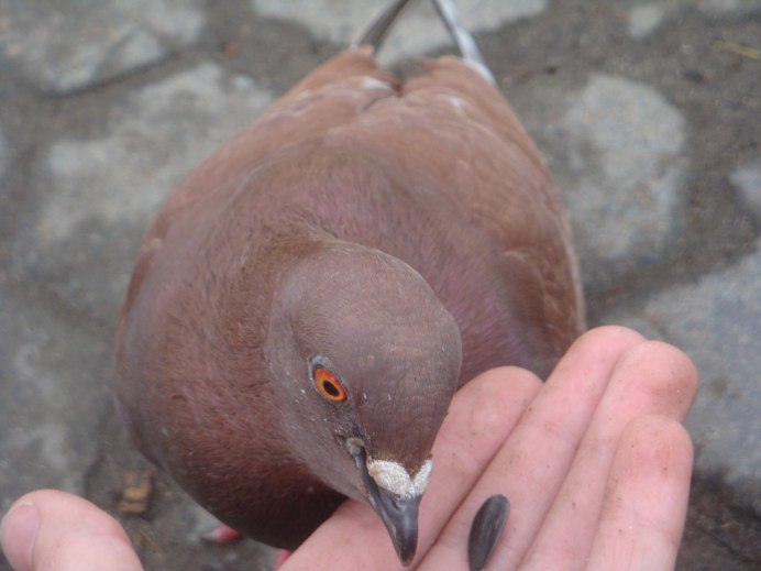 Голубь коричневый птица