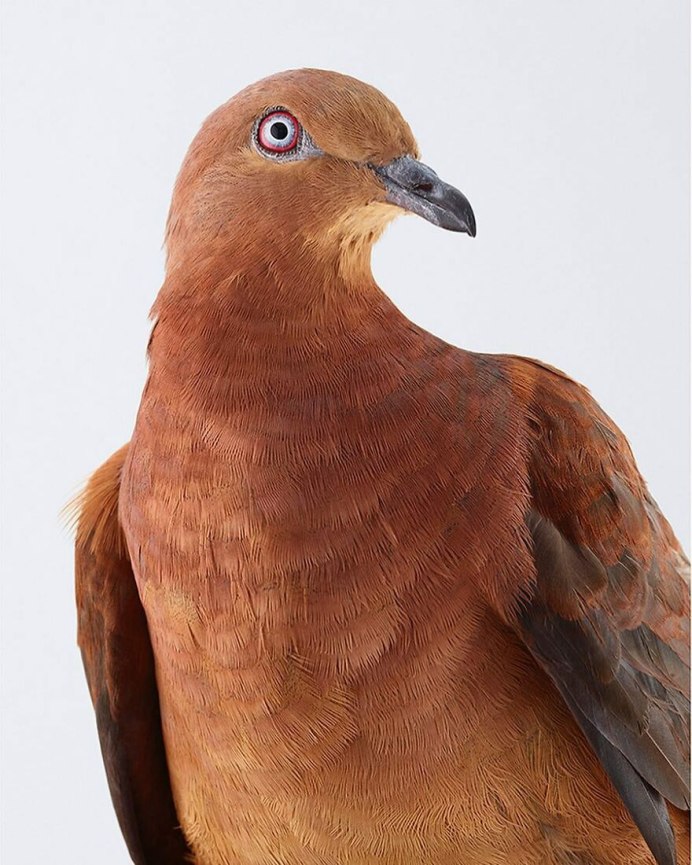 Парнокопытные голуби