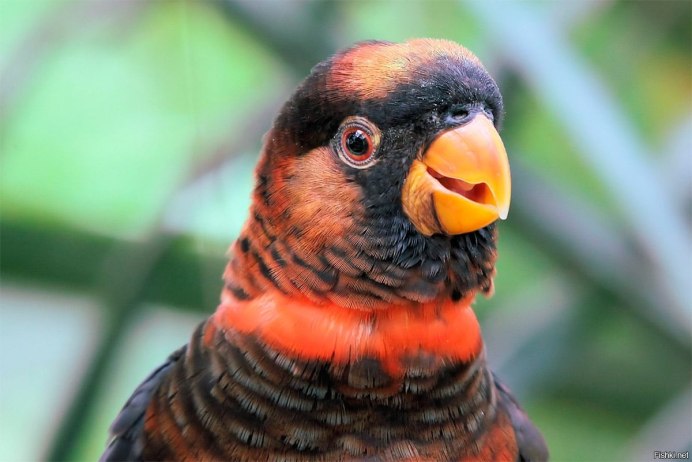 Голуби визири