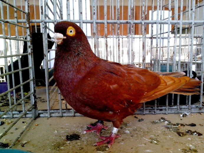 Оранжевый пёстрый голубь