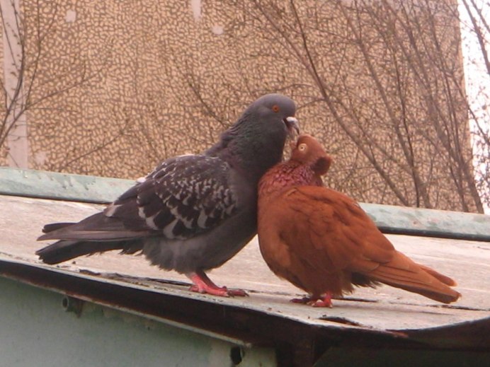 Птичка на тротуаре