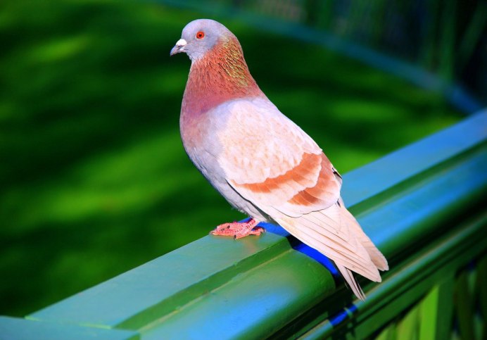 Рыжий голубь