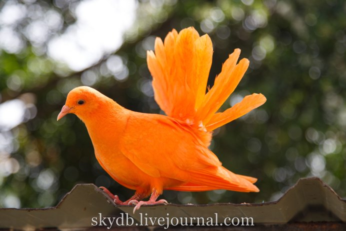 Желтый голубь