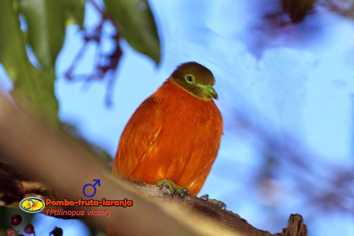 Дорогие голуби