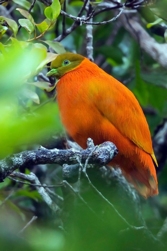 Голубь с оранжевой шеей