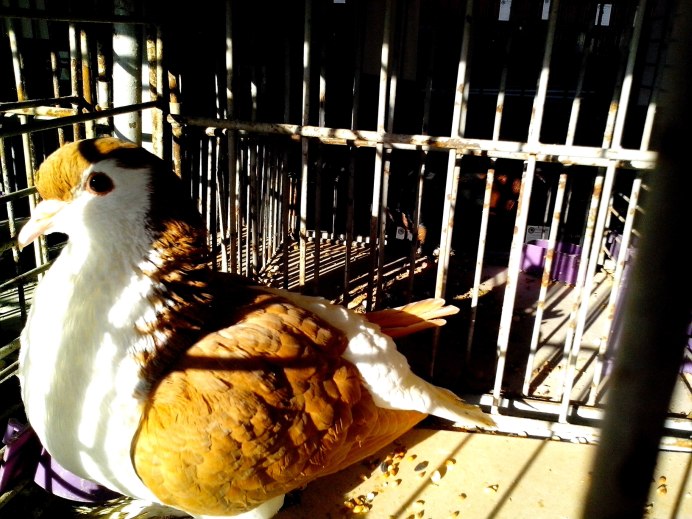 Породы рыжих голубей