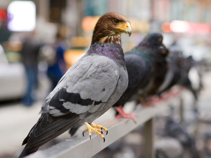 Горлица бурая