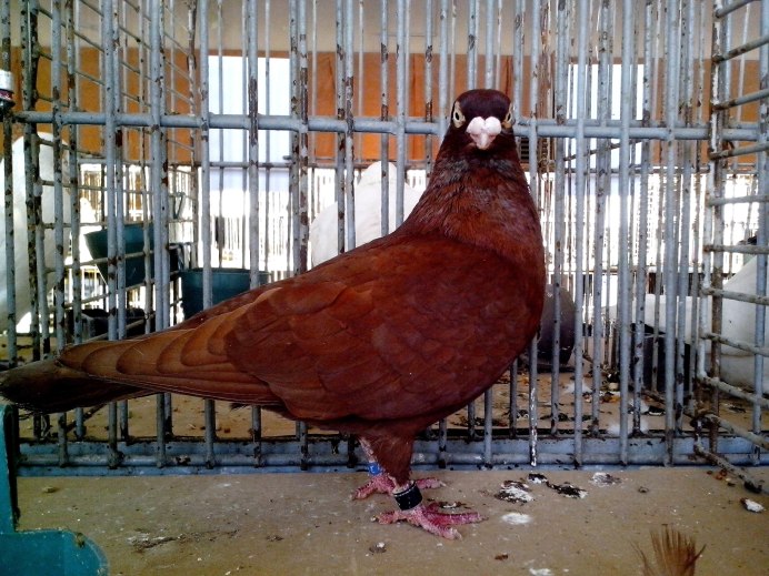 Голубь с оранжевыми глазами