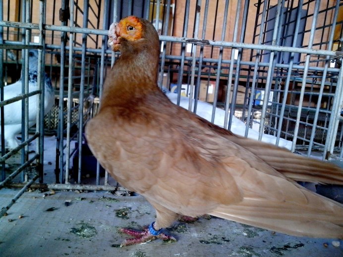 Коричневый голубь