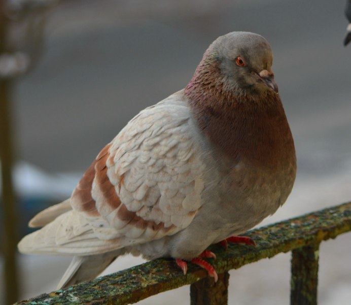 Глаз голубя