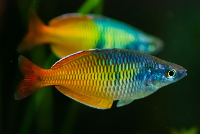 Paracheilinus mccoskeri