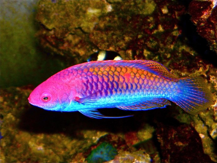 Wrasse рыба