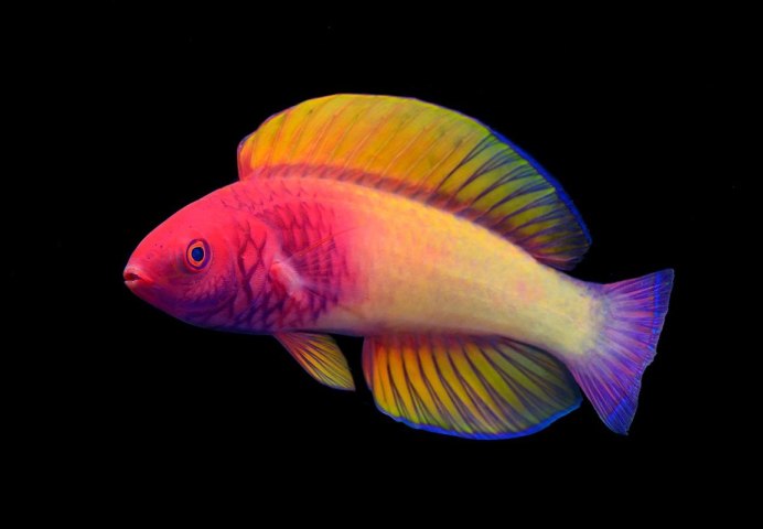 Striped Anthias аквариумная рыбка