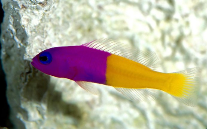 Rainbow Wrasse
