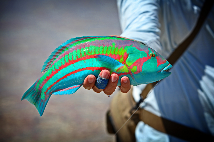 Tailspot Wrasse