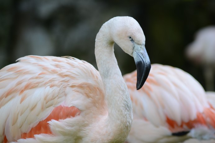 Фламинго розовый (Phoenicopterus roseus)