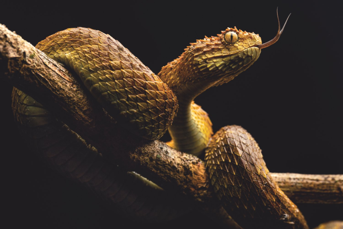 Miss Snake
