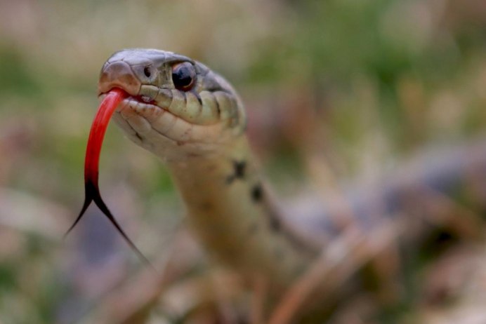 Чёрная мамба Dendroaspis polylepis