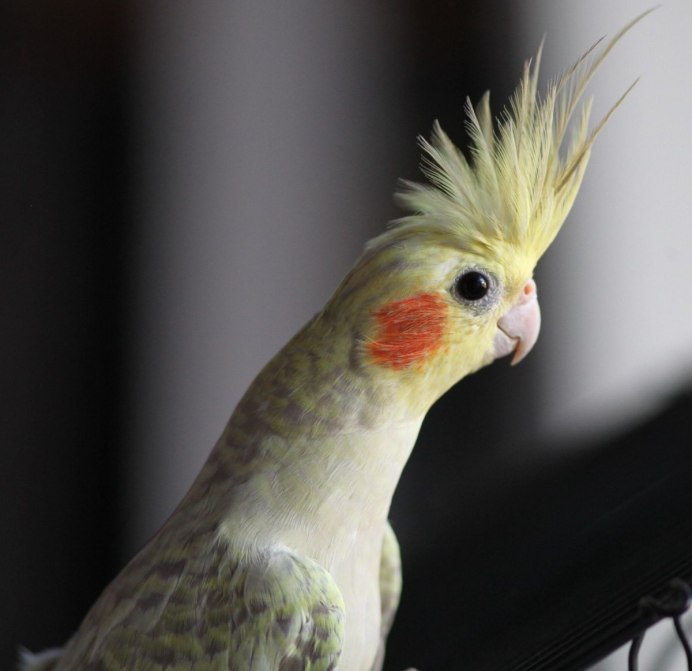 Корелла попугай зеленый