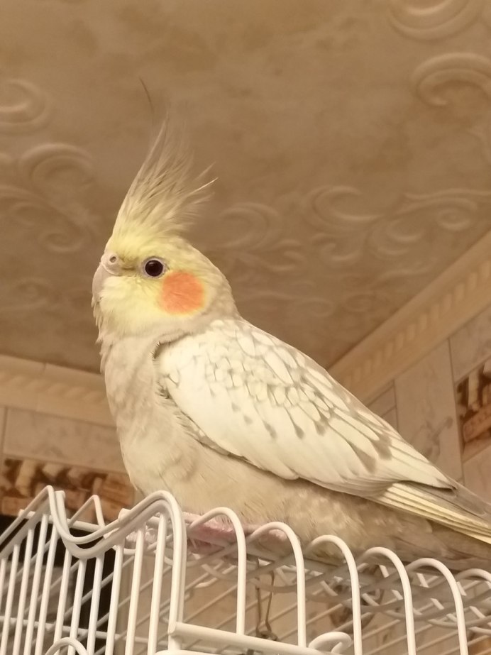 Корелла восковица