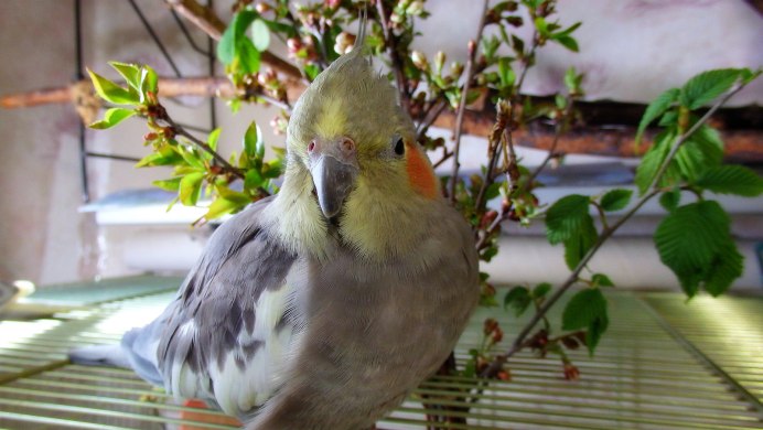 Корелла в природе