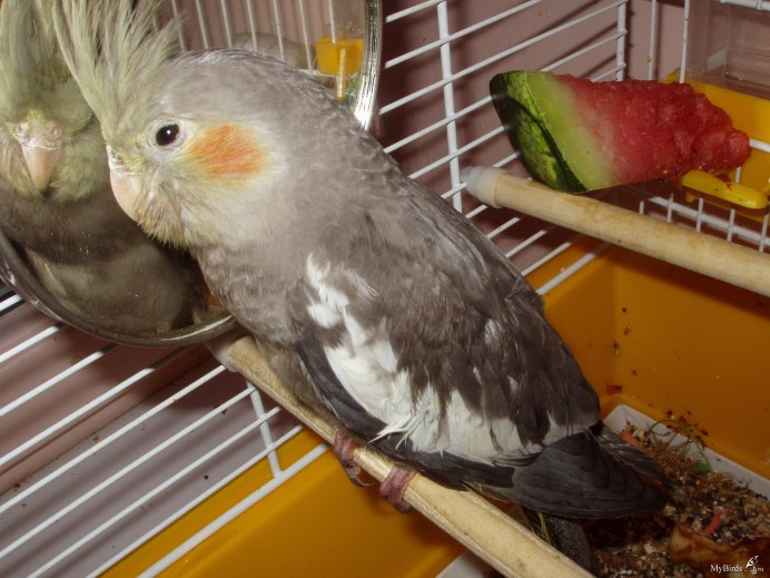 Ожереловый попугай зеленый