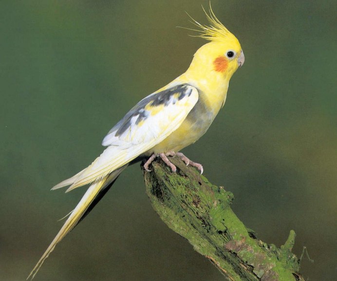 Корелла в зеркале