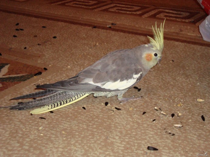 Корелла желтый